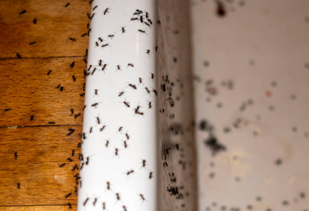Best Cockroach Control Services  in Moncks Corner, SC